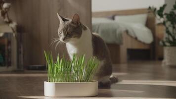 Curious cat exploring potted grass indoors video