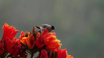 A sooty-headed bulbul sucks nectar on a red flower in a blurred background. video