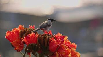 Sooty-headed bulbul sucks nectar from a red flower. video