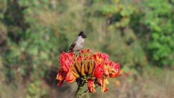 A sooty headed bulbul stands looking around a red flower and sucking nectar. video