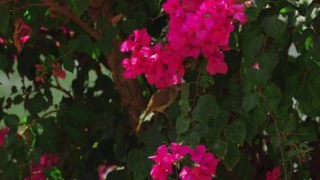 A little bird is hiding from the sun under the bougainvillea tree and looking for food. video