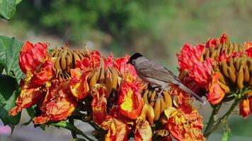 Sooty-headed bulbul searches for nectar from flowers in the afternoon. video