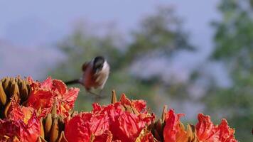 Sooty-headed bulbul stands on a flower to suck nectar. video