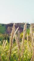 Nature Relaxing Plants In Lush Spring On A Meadow Relaxing video