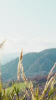 Few Hairy Plants Move in the Low Wind in Front of the Spring Sky Vertical video