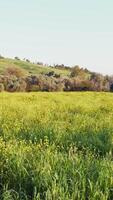 Relaxing Natural Meadow In Calabria Before Spring Vertical video