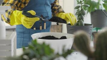A gardener, wearing gloves, gently plants a succulent into a decorative pot using rich soil from a nearby bowl. This indoor setting, filled with greenery, showcases the joy of nurturing houseplants video