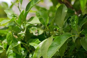 Small green unripe lemon fruit germs growing on a tree photo