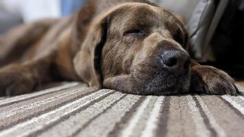 A dog sleeping on a couch with paw out of focus photo