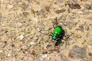 Six-Spotted Tiger Beetle on Walking Path photo
