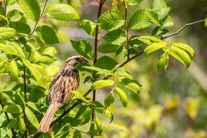 Female Sparrow in a Tree Looking at Camera photo