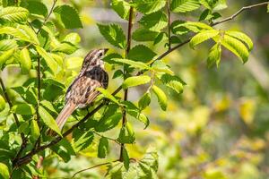 Female Sparrow in a Tree photo