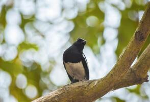 A Doyel on a tree photo