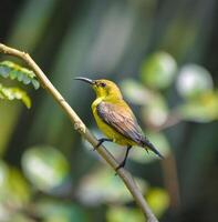 A Green sunbird photo