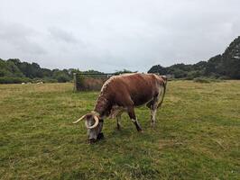 Rewilding in a Rural Landscape Free-Roaming Cattle Grazing in Knepp Estate photo