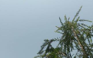 Green Leafs with blue sky background photo