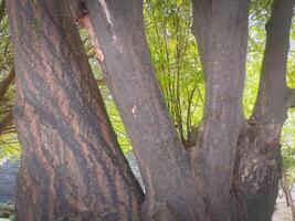Old tree branches with green leaves photo