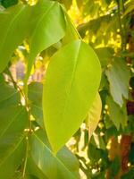 Green Leaves closeup view background photo
