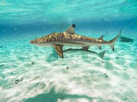 Sharks swimming in Bora Bora Island in French Polynesia during snorkeling on this island paradise and turquoise blue water. photo