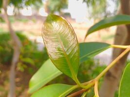 Closeup view of Jamun Leaf also known as java plum photo
