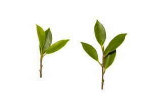 Set of green tree leaves and branches isolated on white background photo