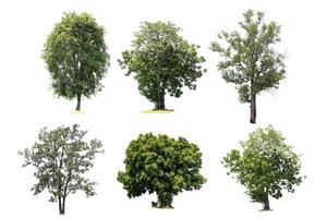 6 trees are the most important thing in the world, Oxygen Production, Temperature control, Balance with nature, Isolated on White Background photo
