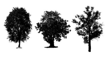 Three trees are the most important thing in the world, Oxygen Production, Temperature control, Balance with nature, Isolated on White Background photo