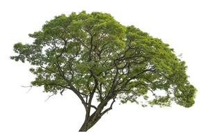 Tree isolated on white background, for architecture , advertising and design photo