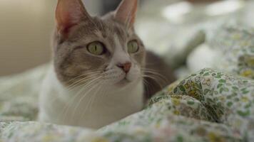 Curious Tabby Cat Looking Around on Bed video
