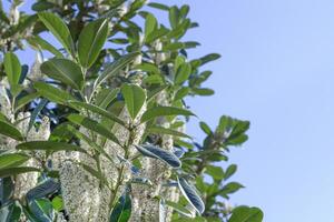 Prunus laurocerasus, cherry laurel, green shrub with white flowers in spring photo