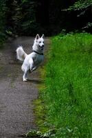 swiss shepard playing in a park photo