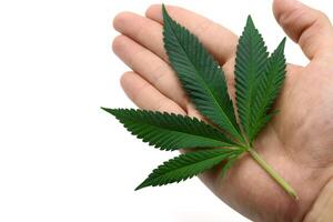 Green fresh cannabis leaves on scientist Hand against white isolated background. Marijuana leaf and beautiful texture, Studio Shot, Close up. photo