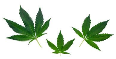 Three beautiful green cannabis leaves or hemp leaf in an set of marijuana leaf isolated on white background 2024. Pattern Cannabis young leaves and old leaves texture. photo