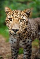 Portrait of Persian leopard in zoo photo