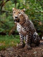 Portrait of Persian leopard in zoo photo