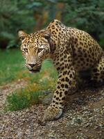 Portrait of Persian leopard in zoo photo