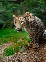 Portrait of Persian leopard in zoo photo