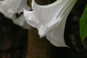 White angels trumpets , Brugmansia or Datura, flower with leaves in the garden. photo