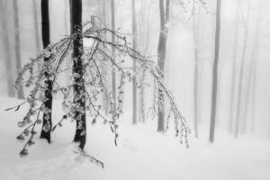 Beech trees trunks in beech forest photo