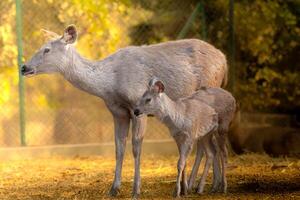 A mother deer and her baby deer in a zoo photo