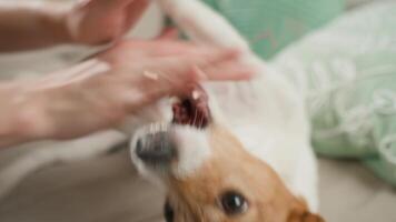 Woman playing with dog on couch at home. Jack Russell Terrier playfully bites owner hand while sitting on sofa. Concept of pet behavior and relationship between dog and owner video
