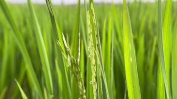Blurred background view of rice field area. Natural view of green rice field area video