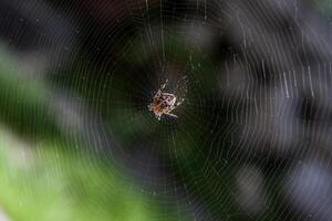 spider on a web photo