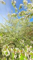 Smooth FPV drone flight through blooming trees with white spring flowers video