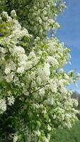 Blooming spring tree with delicate white flowers and green leaves under blue sky video