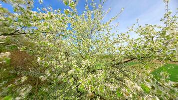 Smooth FPV drone flight through blooming trees with white spring flowers video