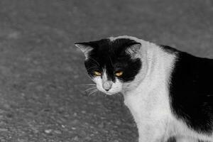 Black and white cat sitting alone with a melancholic mood, ideal for themes of solitude and emotion photo