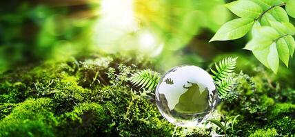 Globe Glass In Green Forest With Sunlight. Environment concept photo