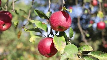 Red apples hanging from the branches of an apple tree video