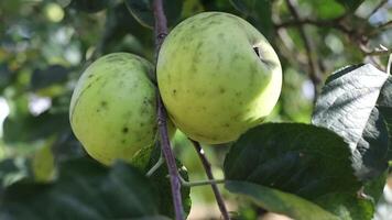 Two green apples are on a tree branch video